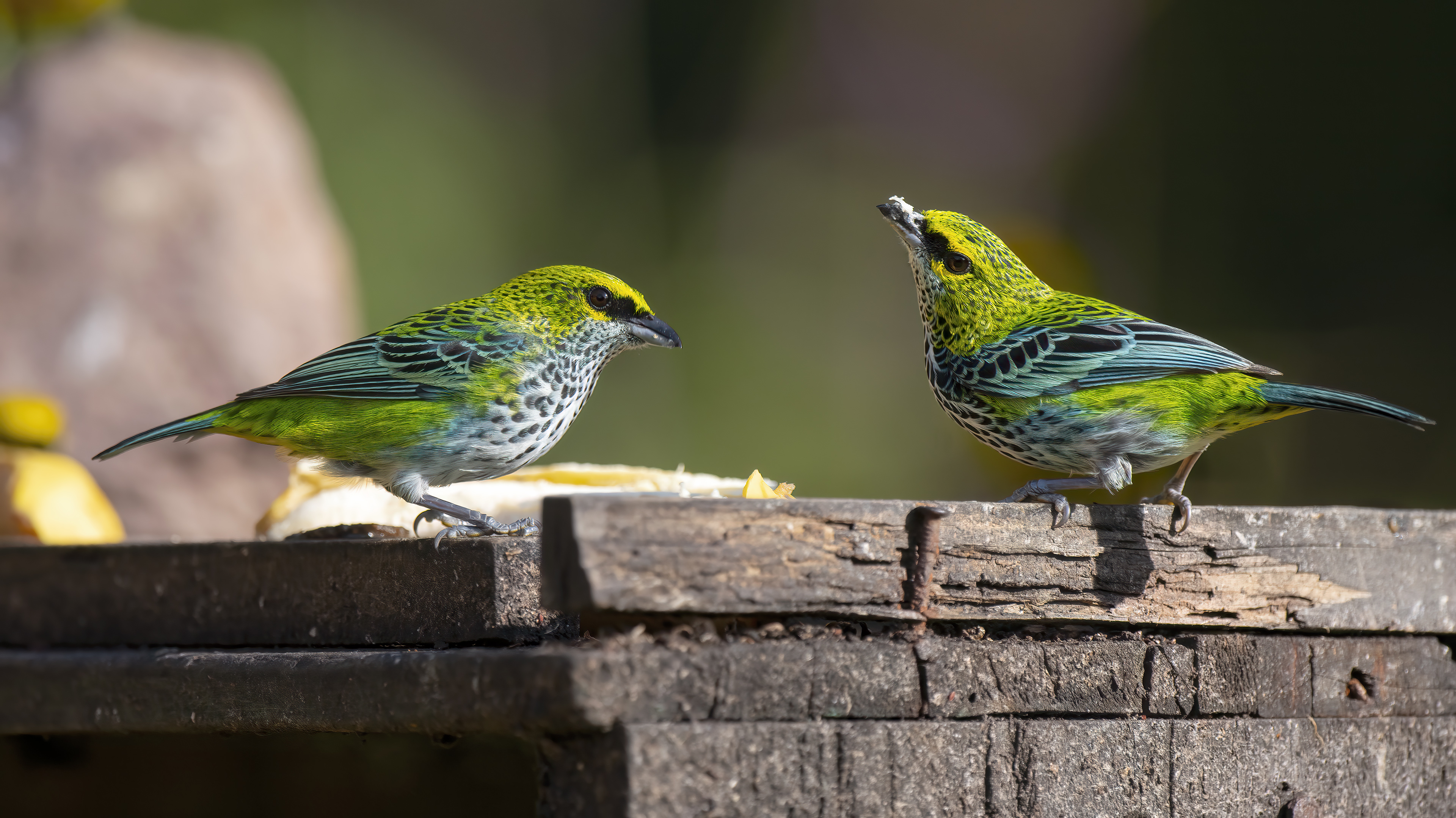 Speckled Tanager